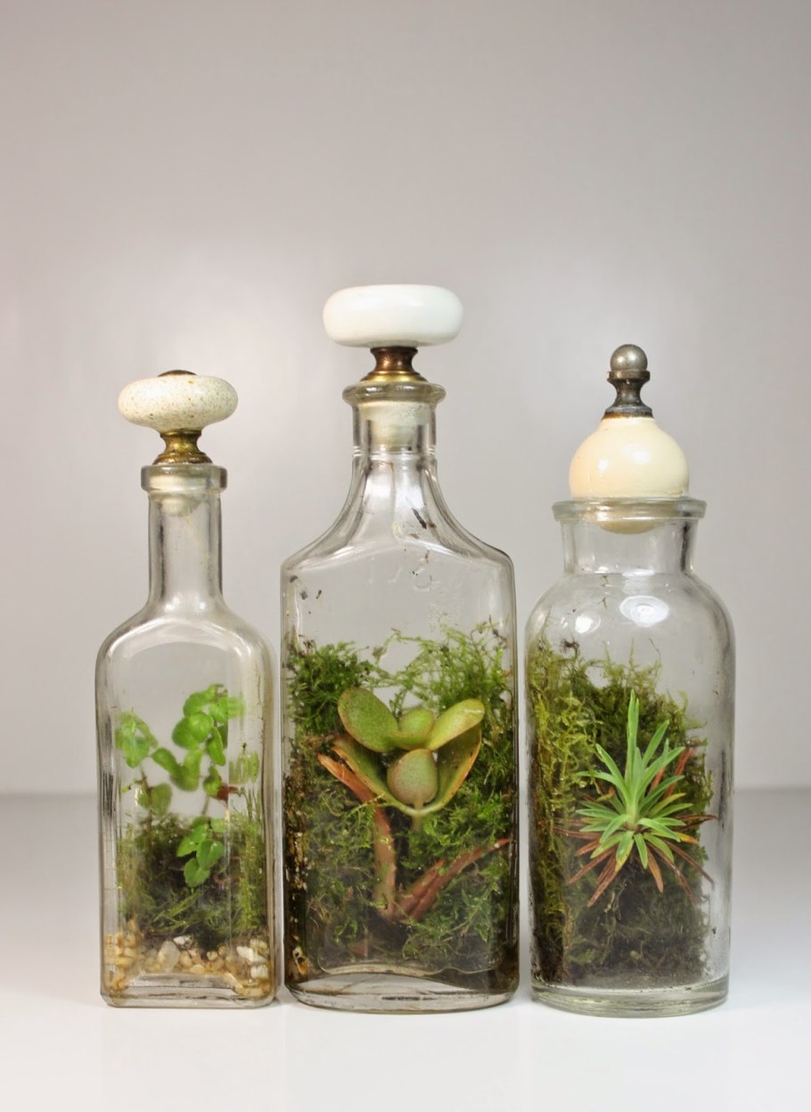 Сад в бутылке флорариум