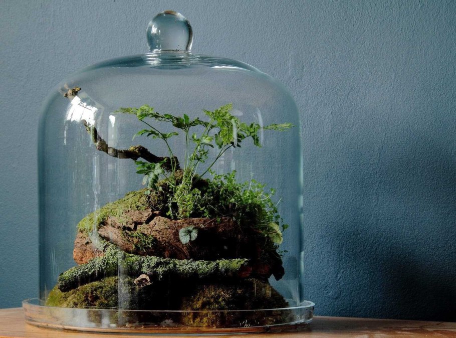 Флорариум, растительный террариум