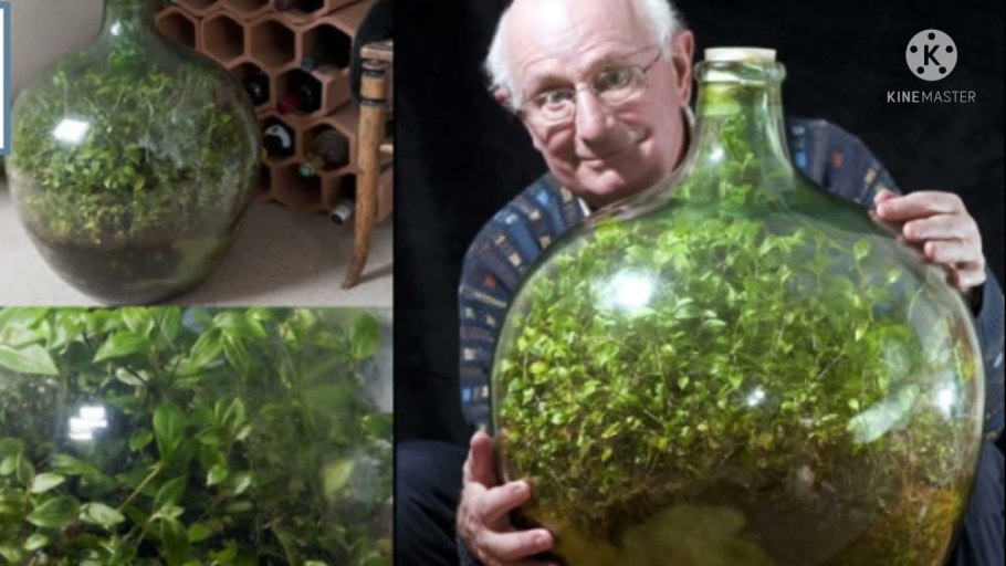 Дэвид Латимер экосистема в бутылке