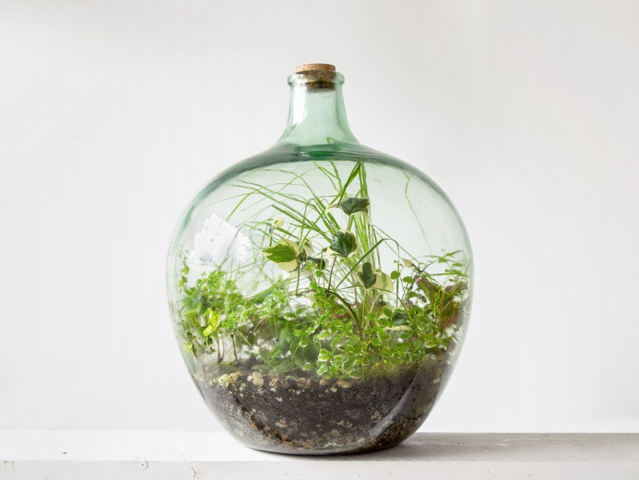 Флорариум замкнутая экосистема