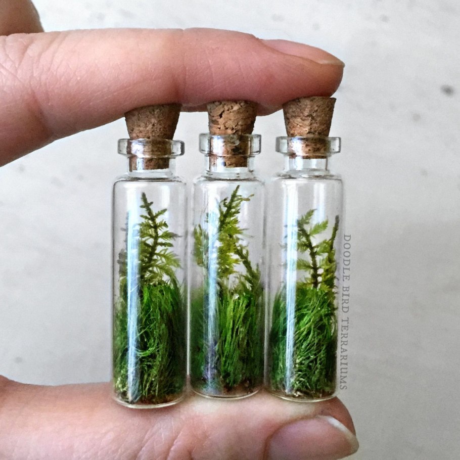 Колба трава