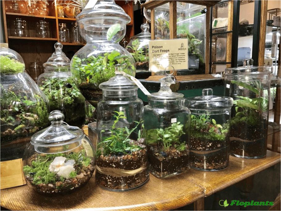 Бутылочный флорариум