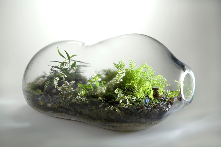 Семена растения для террариума