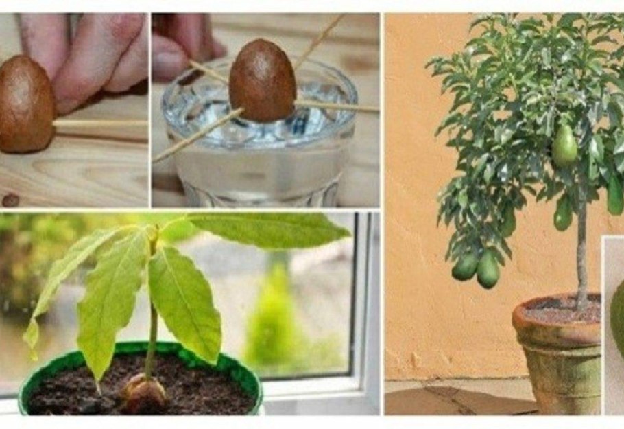 Сморщенная косточка авокадо