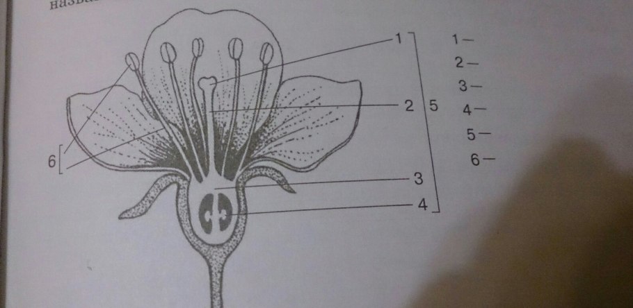 Строение цветка яблони