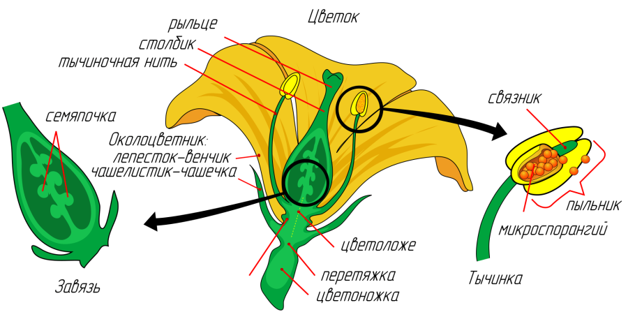 Розоцветные растения строение цветка