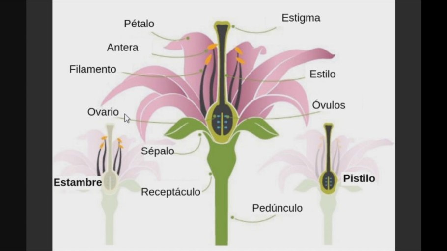 Андроцей цветка ириса