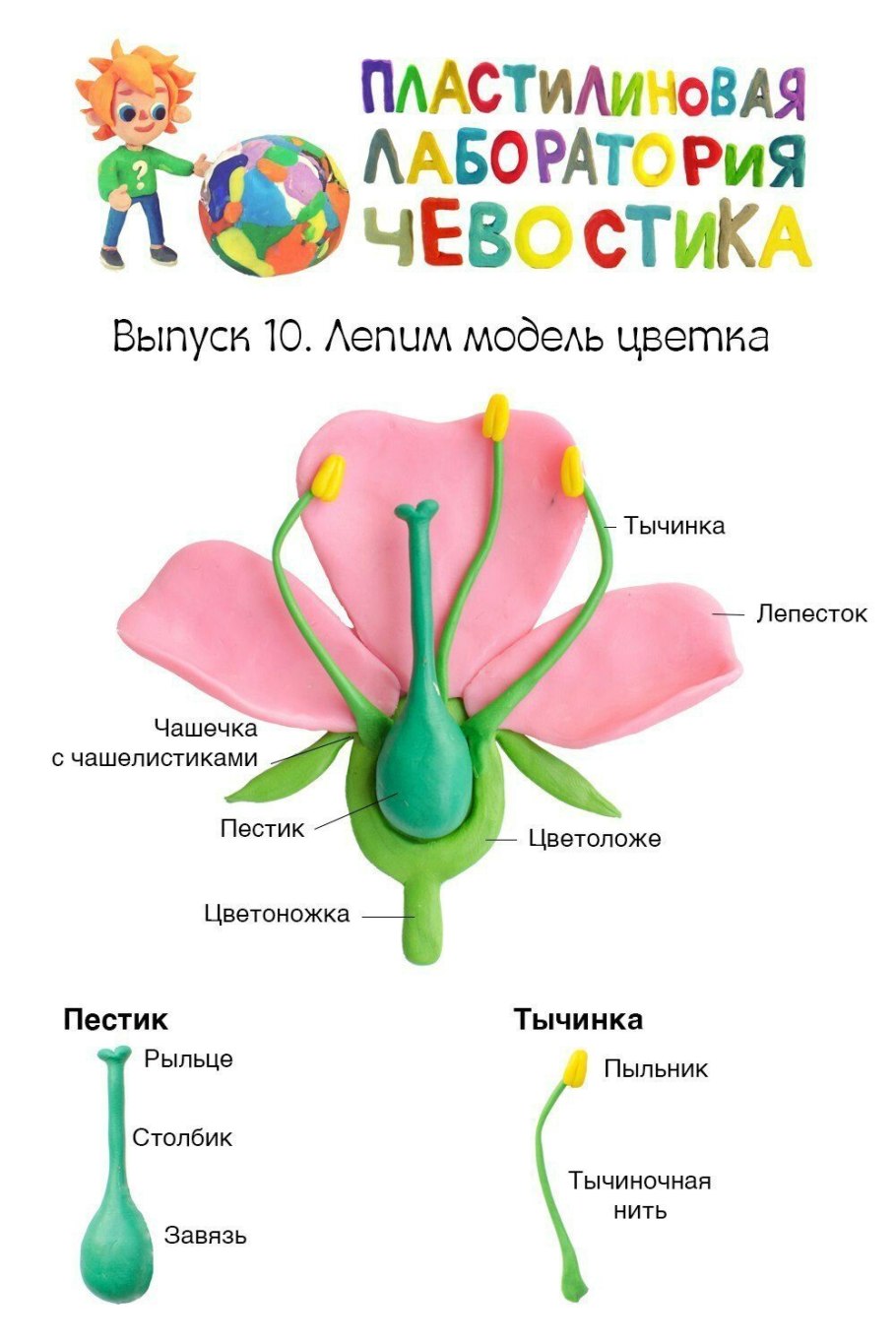 Строение цветка Чевостик