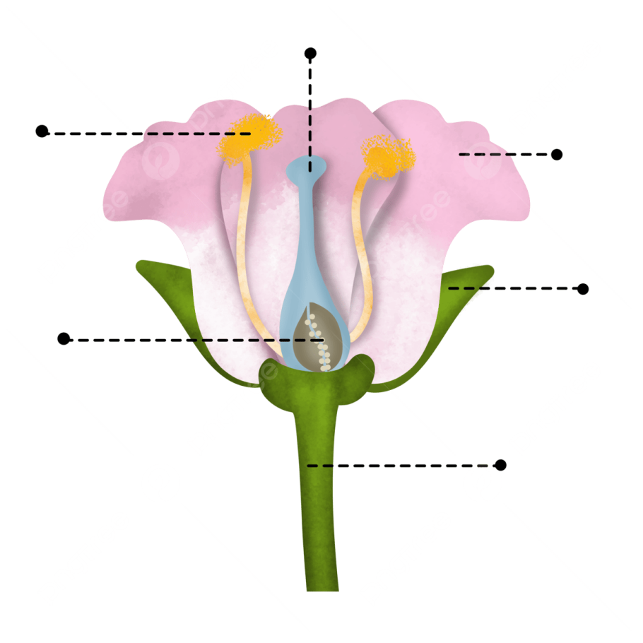 Строение цветка маковых