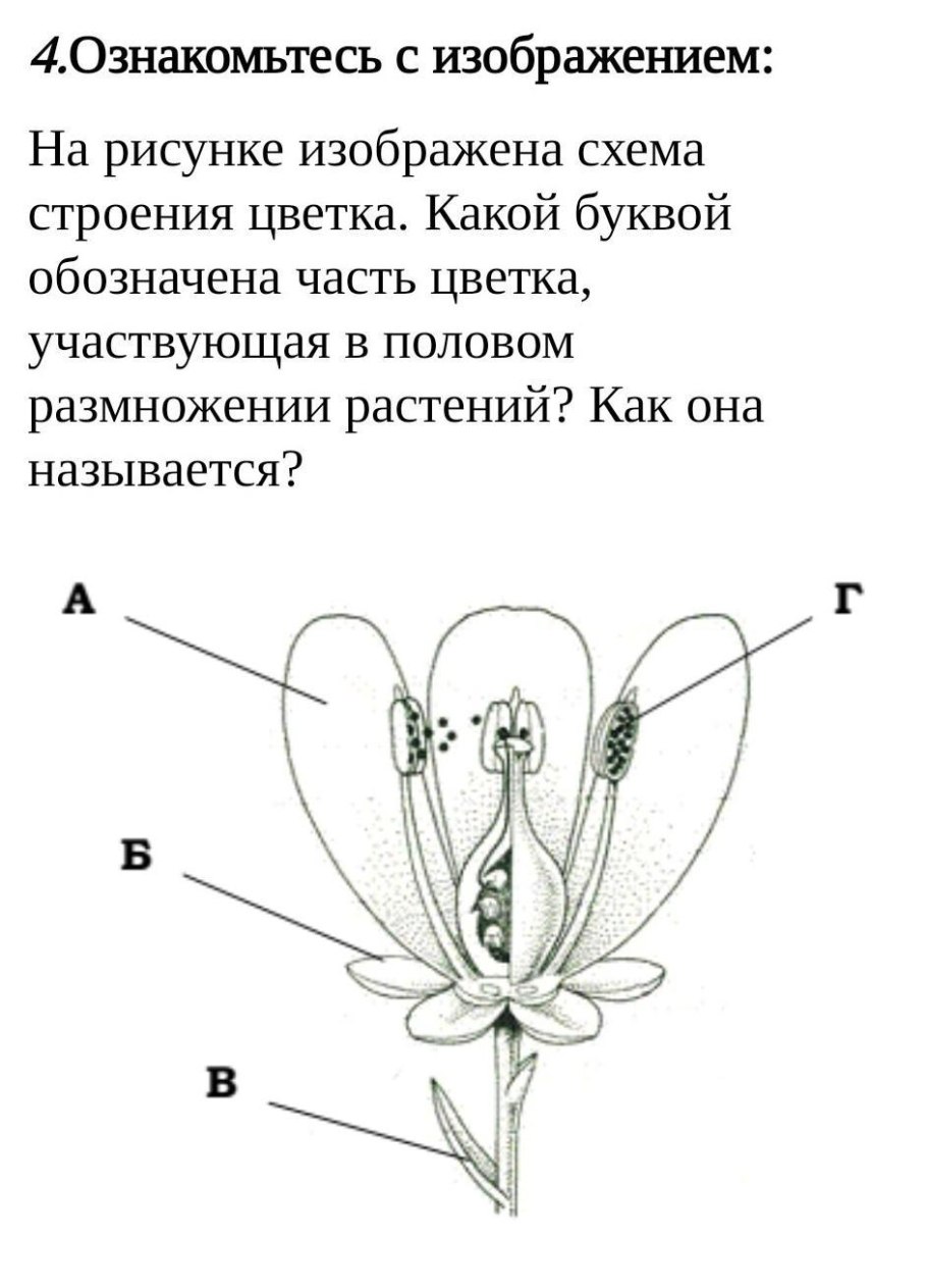 Цветок пестик и тычинка схема