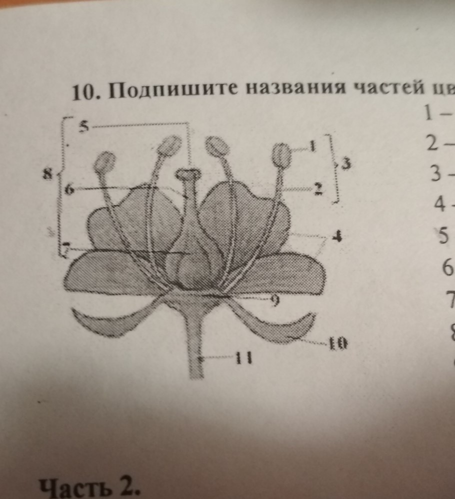 Строение цветка вишни и тюльпана