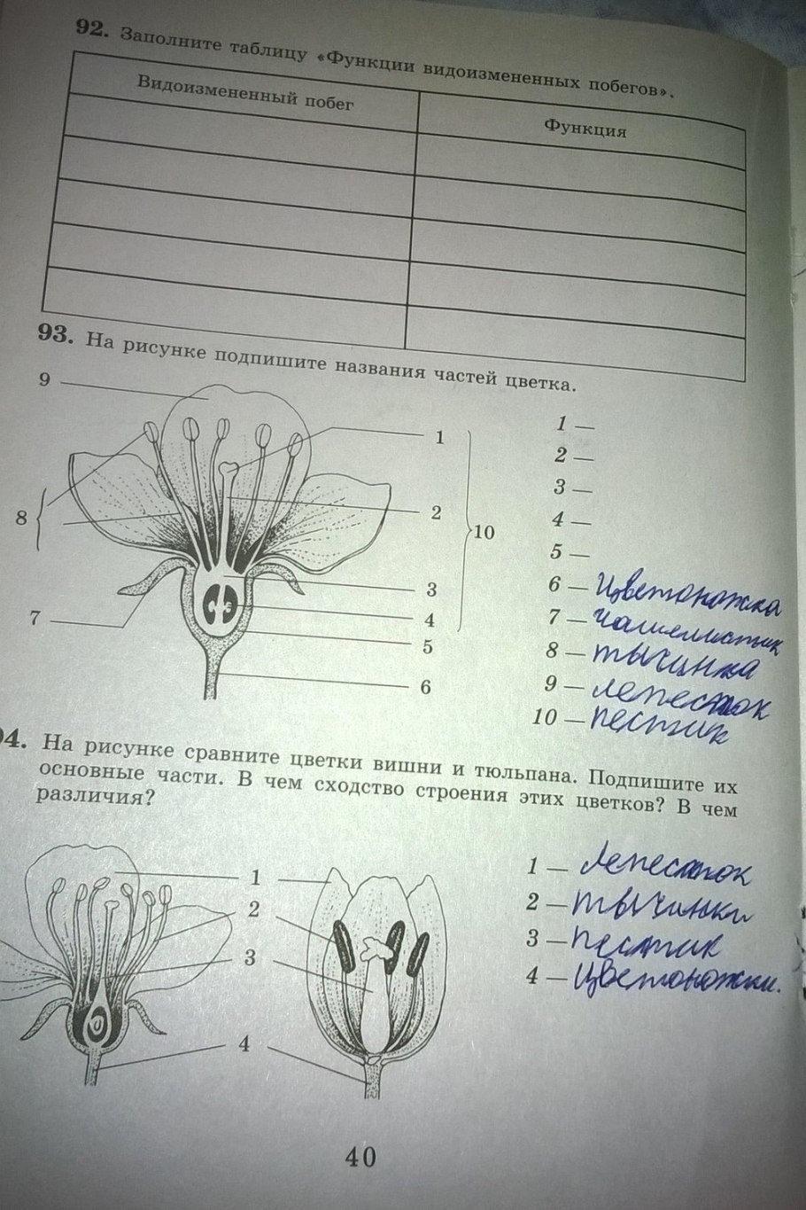 Пестик у растений