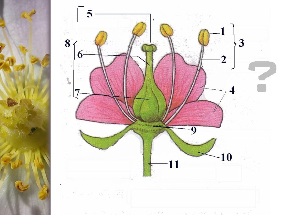 Structura morfologică цветок