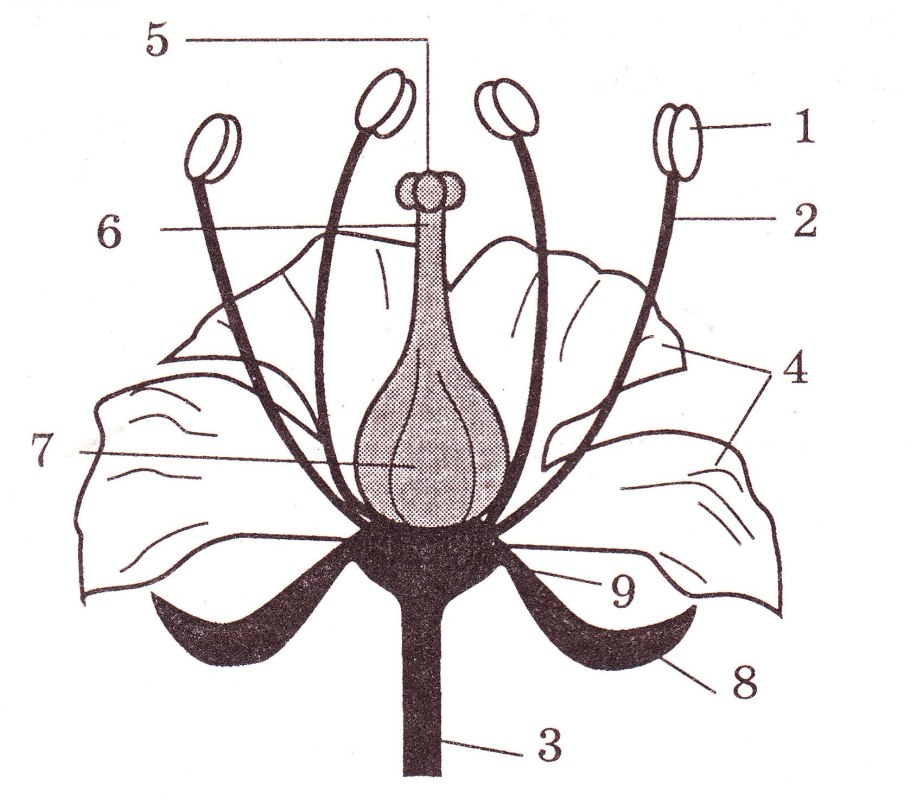 Органы растений: корень, стебель, лист, цветок, плод.