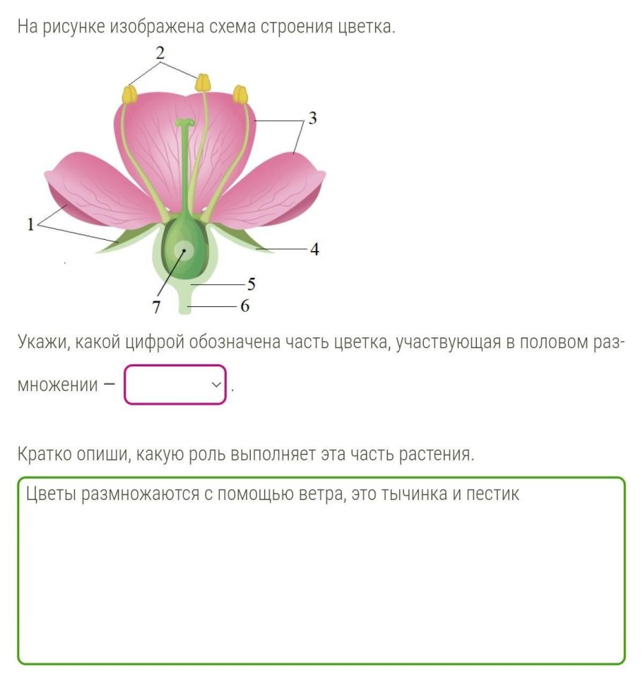 Схема цветка биология 6 класс