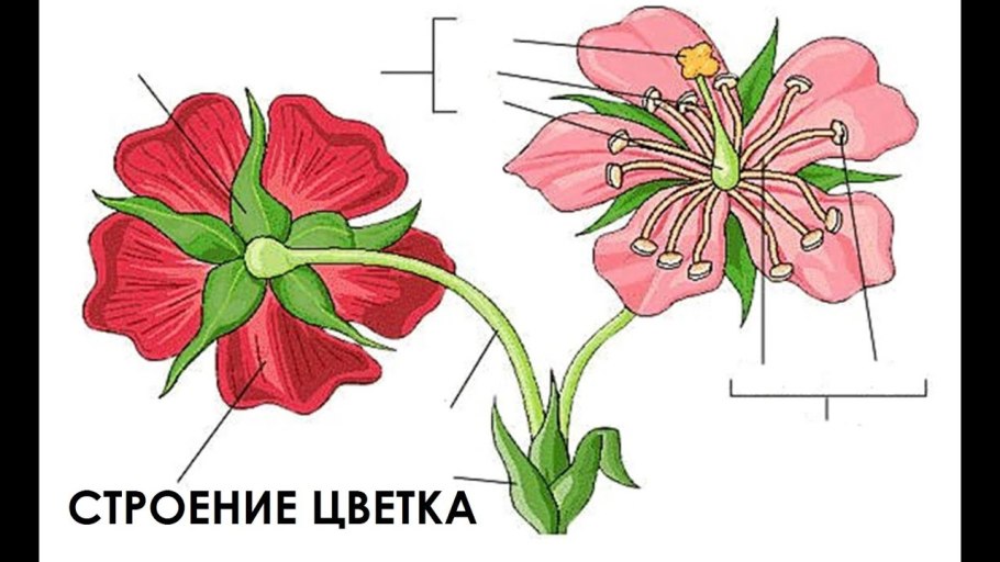 Строение цветка схема