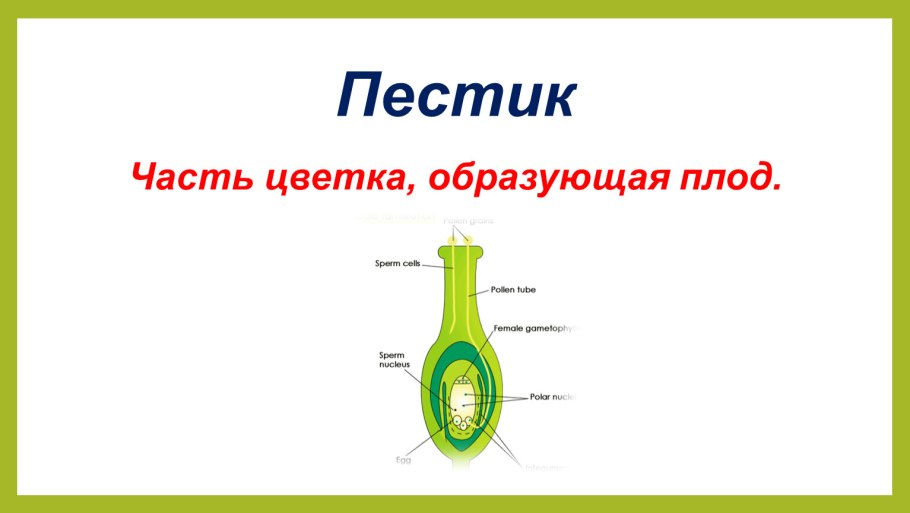 Схема строения обоеполого и раздельнополого цветков