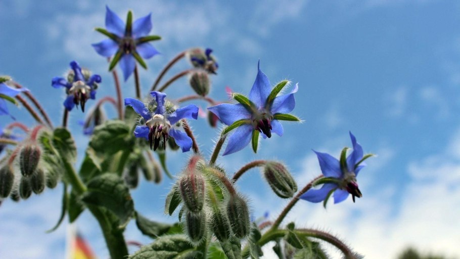 Бораго зелень