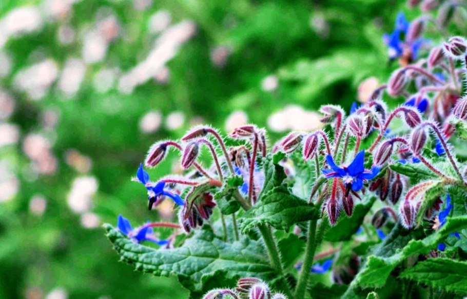 Бурачник бораго оффициалс