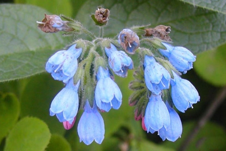 Бораго огуречная трава