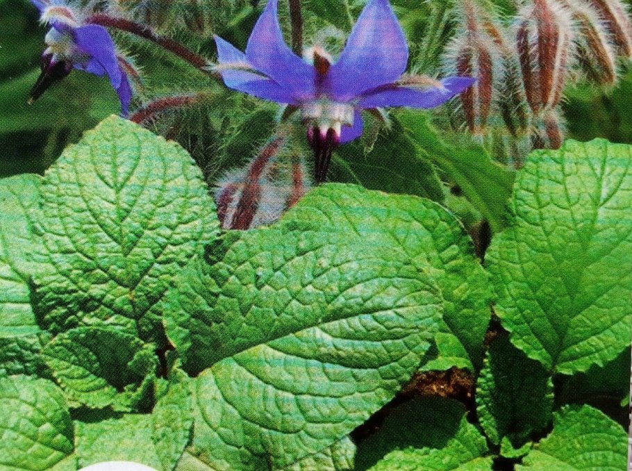 Бурачник огуречная трава