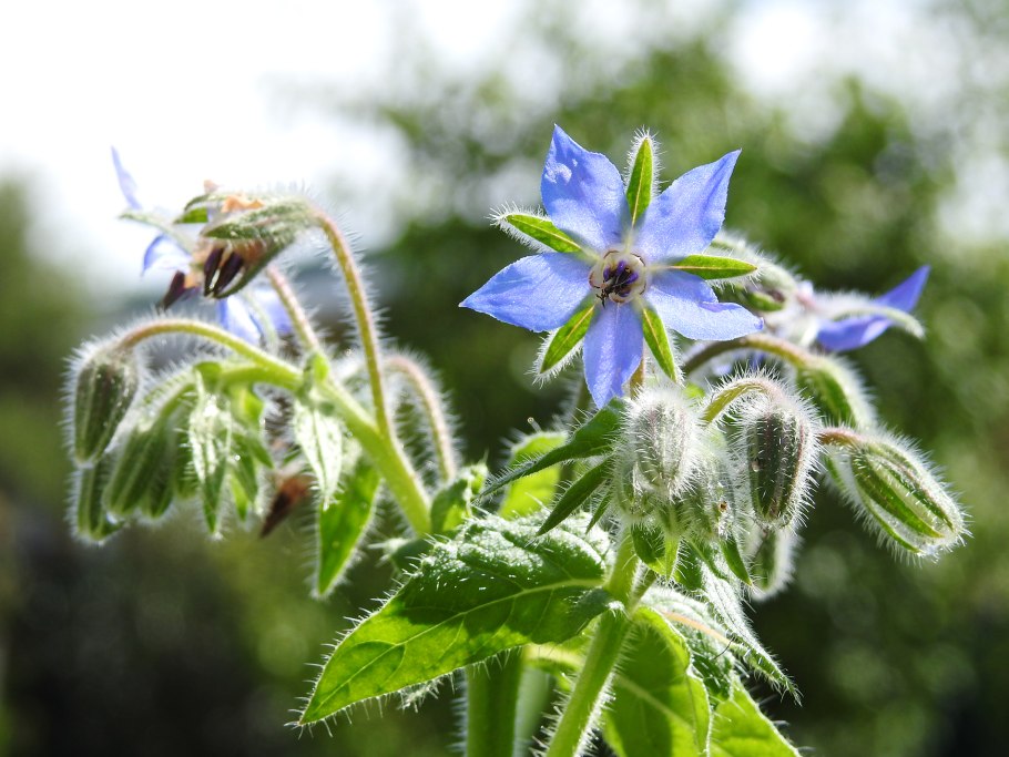 Бораго огуречная трава