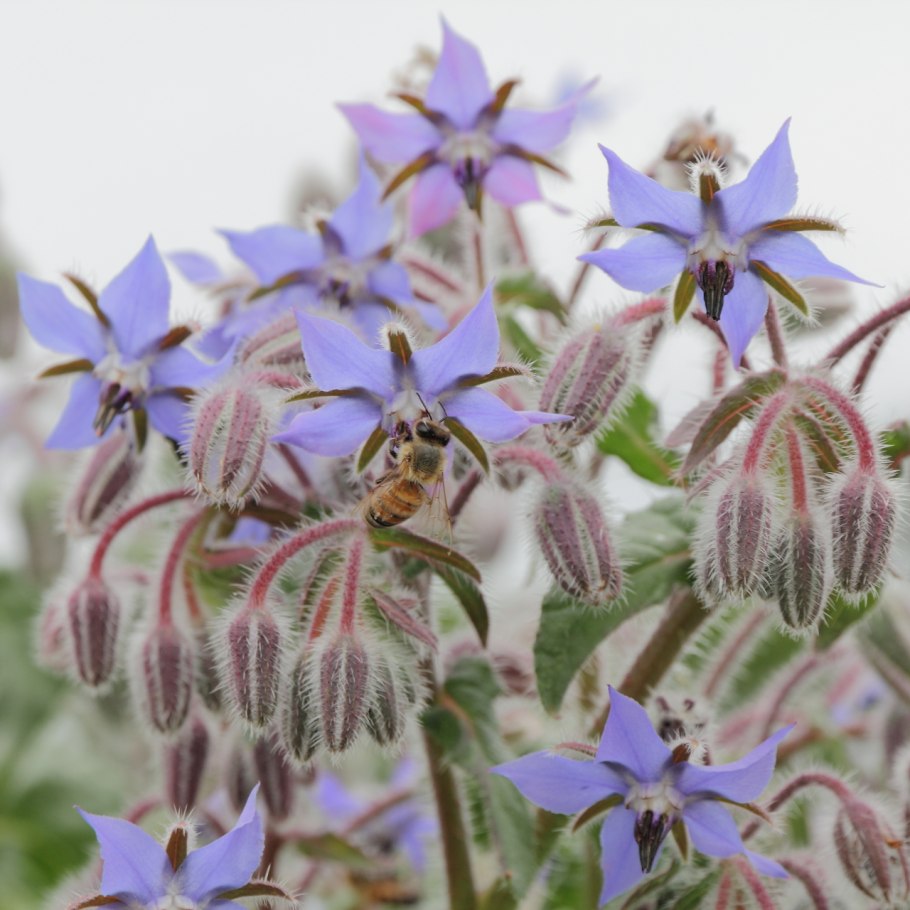 Лопух огуречник