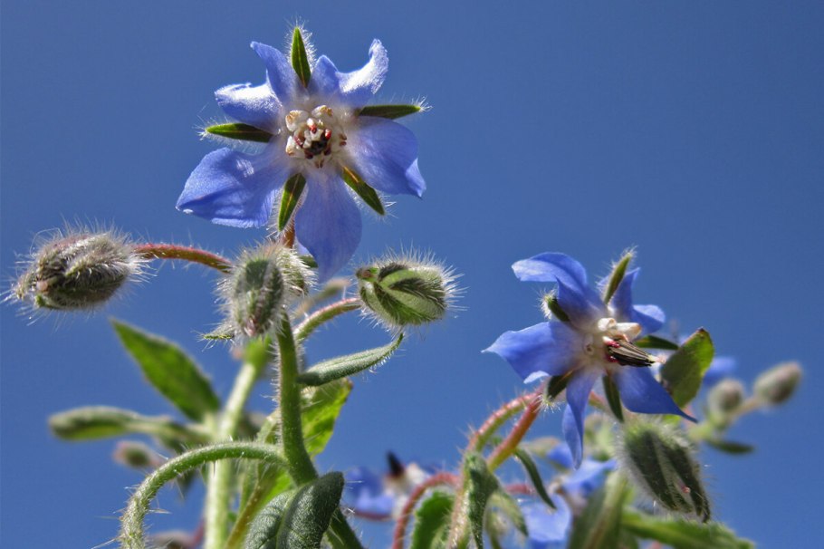 Цветение бурачник лекарственный