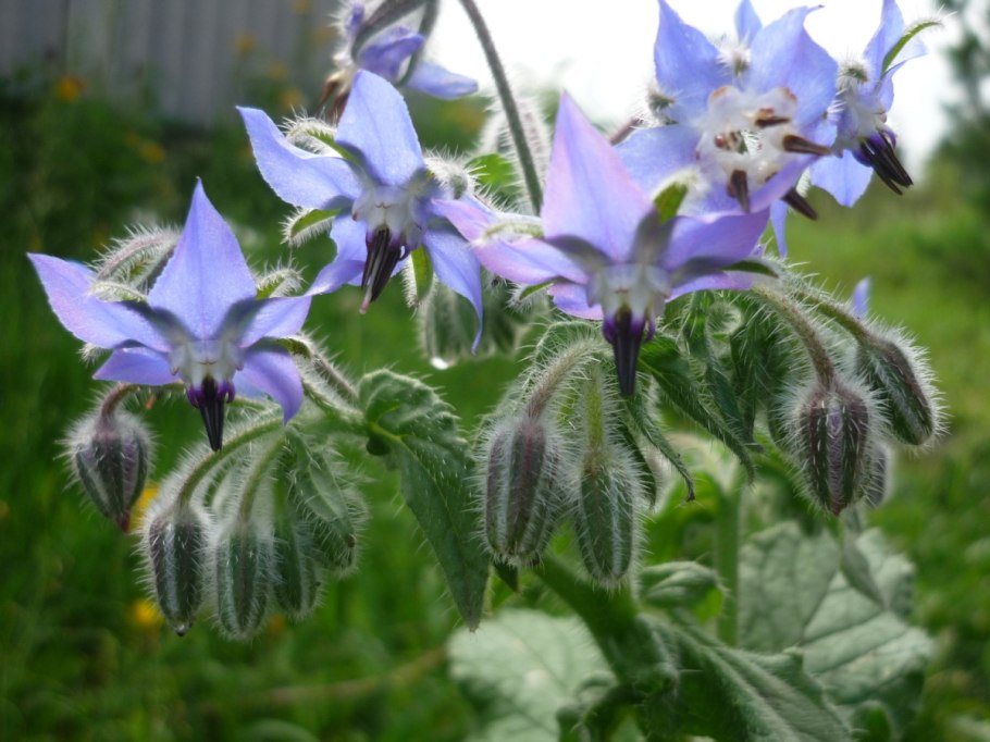 Бурачник огуречная трава