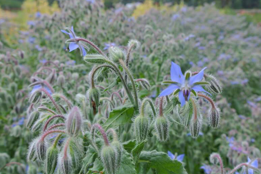 Огуречник бораго