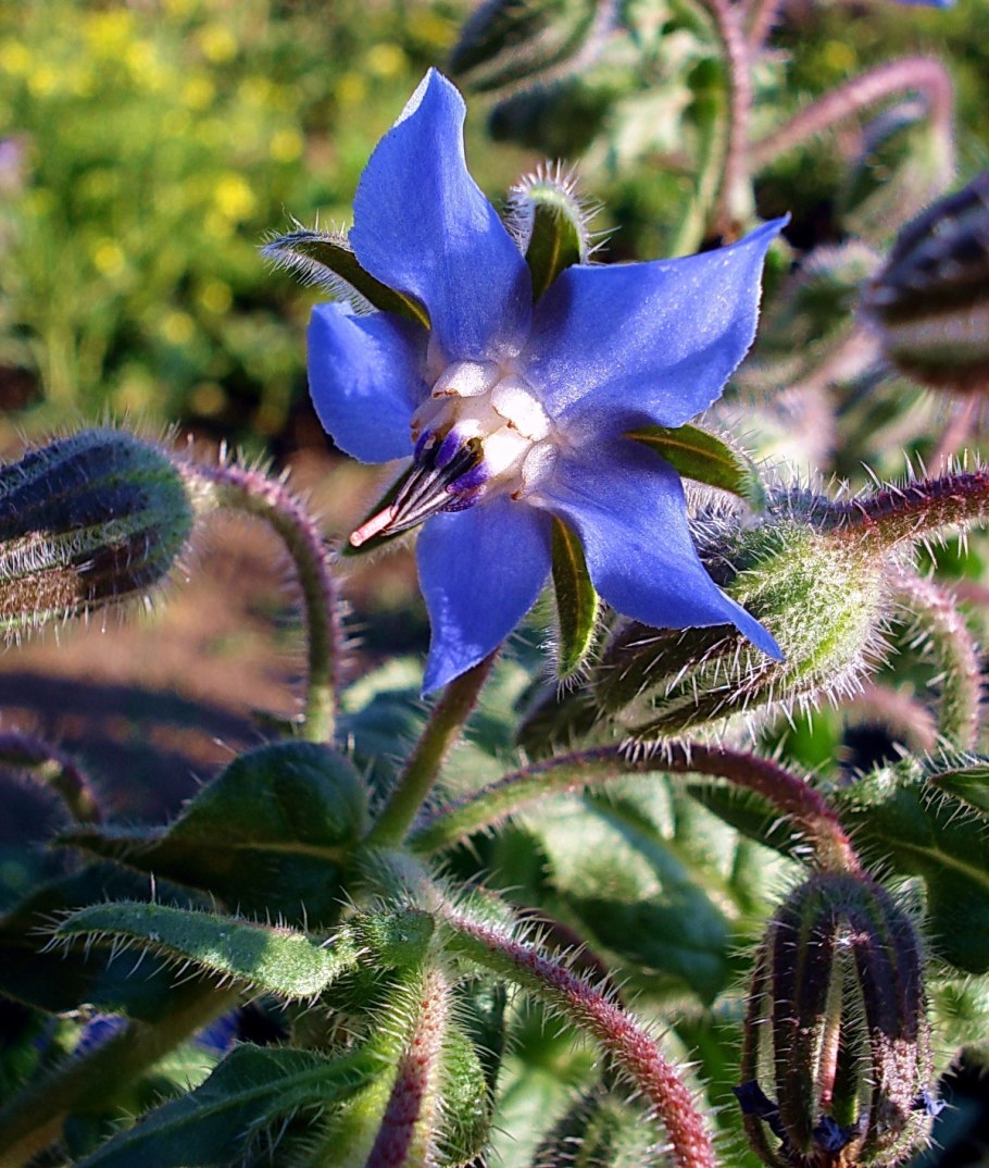 Барагуа огуречная трава