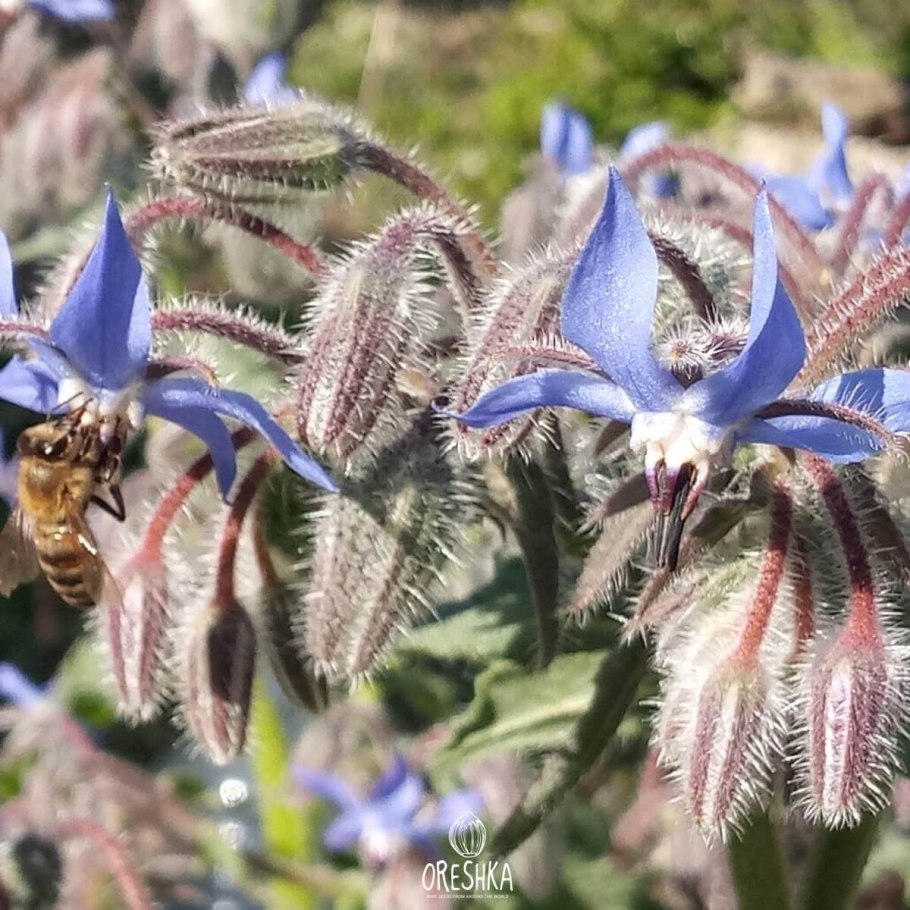 Бурачник соцветие