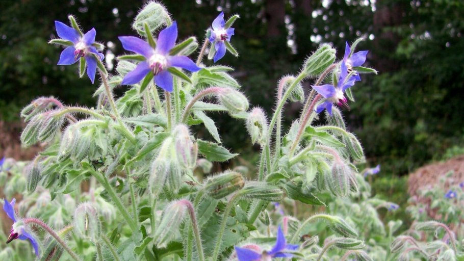 Огуречник бораго