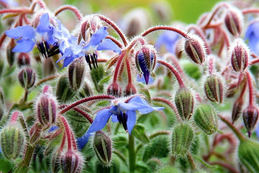 Огуречная трава, огуречник