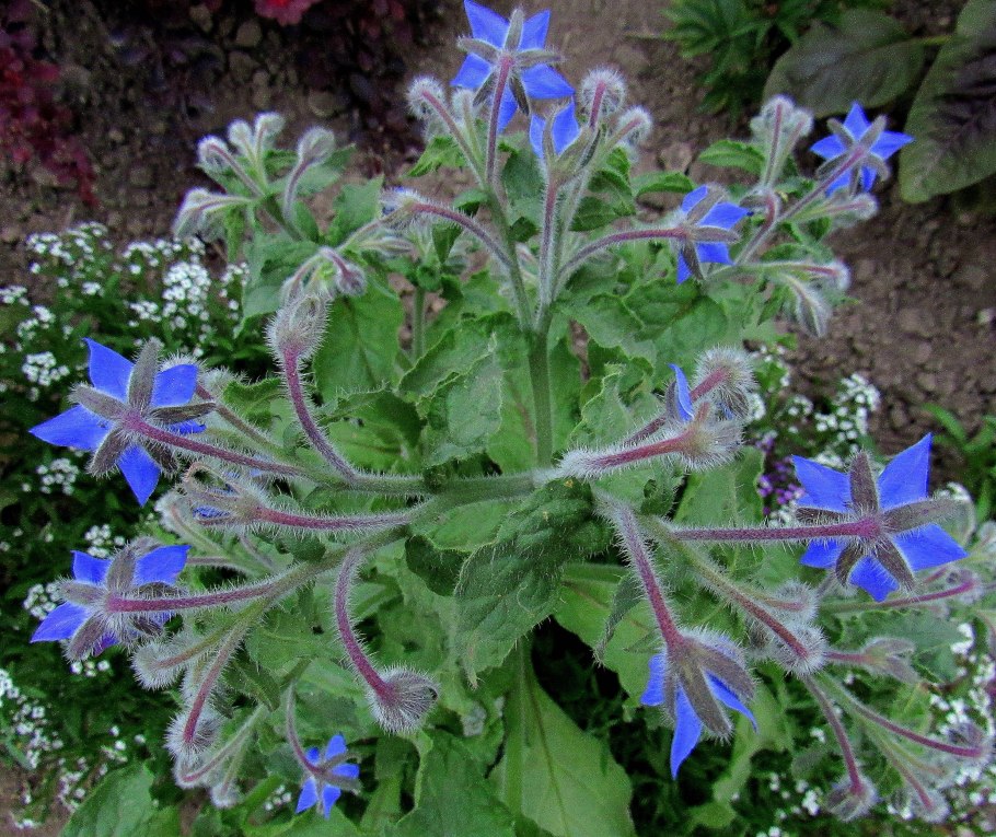 Травы Кыргызстана огуречник