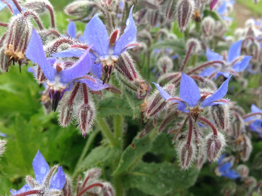 Огуречная трава соцветие