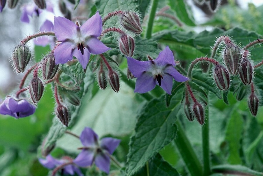 Огуречная трава куст