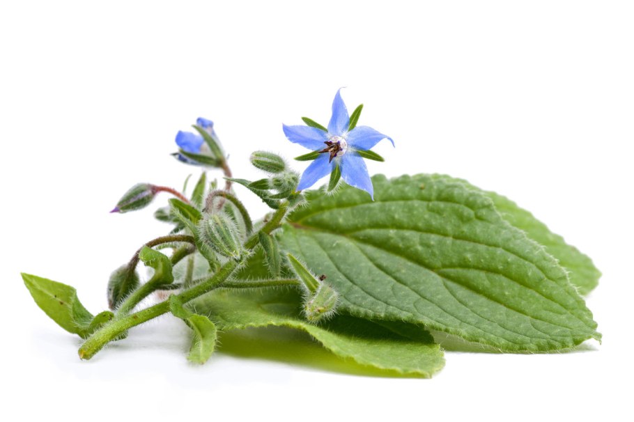 Бораго (огуречная трава) (Borago officinalis)