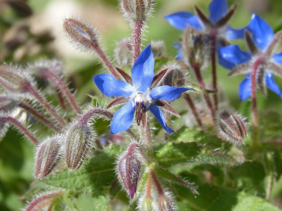 Borage(огуречная трава)