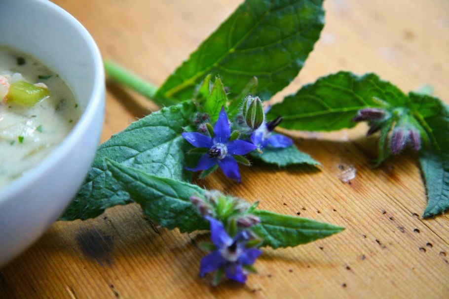 Бораго (огуречная трава)Гном