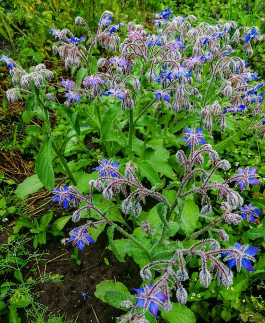 Бораго (огуречная трава)Гном