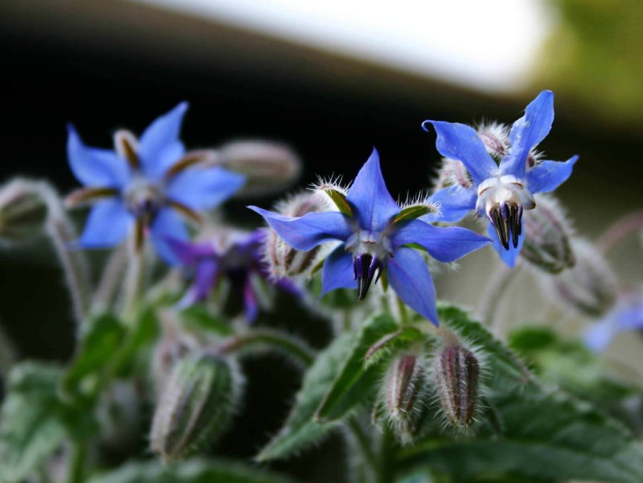 Бораго огуречная трава