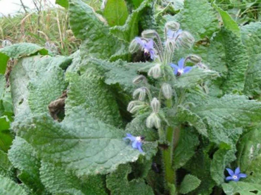 Бораго огуречная трава