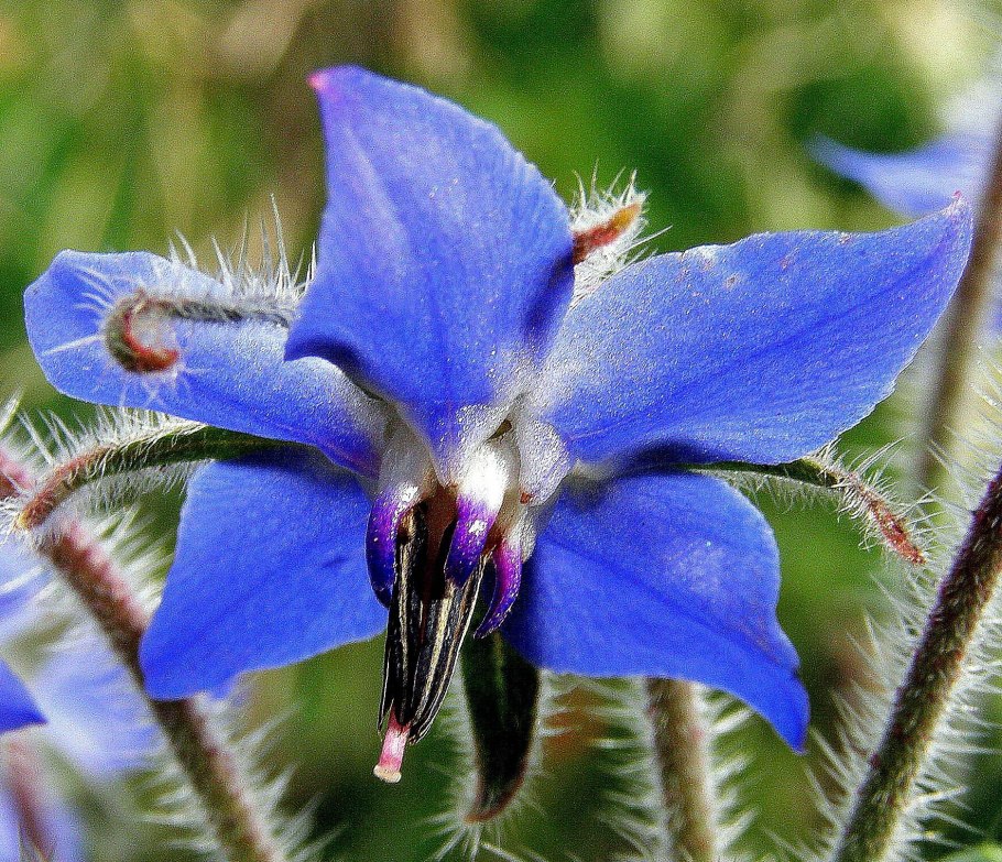 Бораго огуречная трава