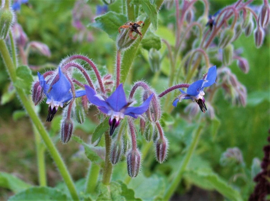 Огуречная трава, огуречник