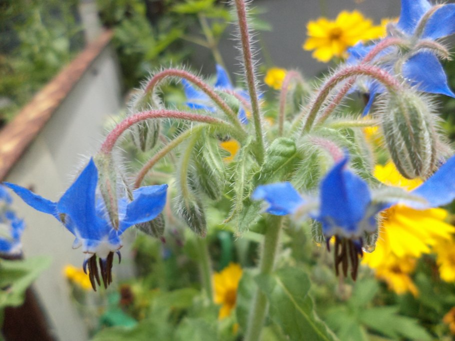 Огуречная трава соцветие