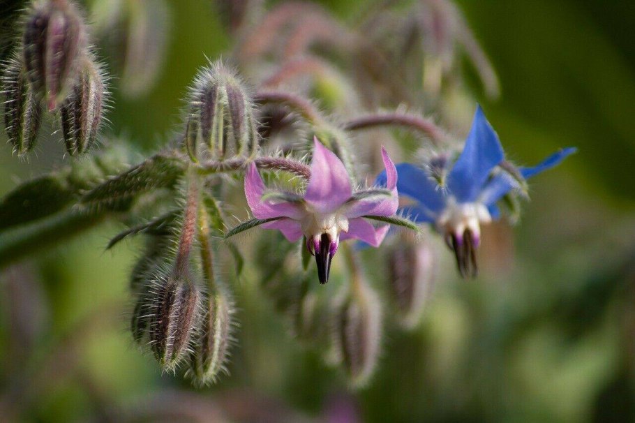 Borago officinalis