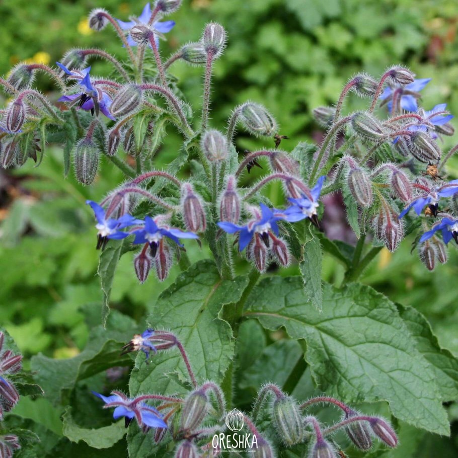 Огуречная трава, огуречник