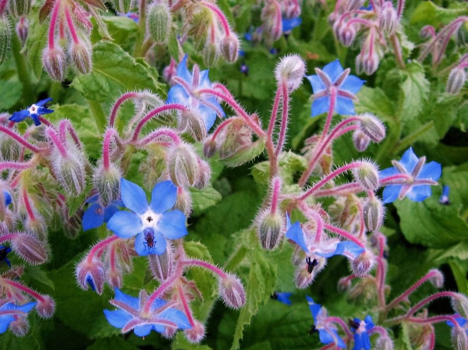 Бораго бутон