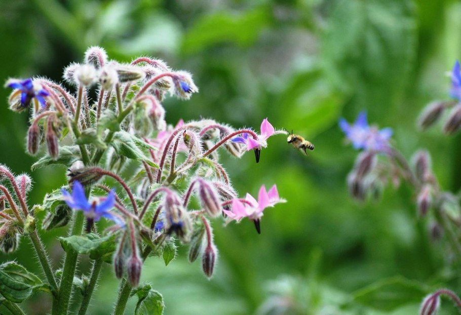 Огуречник бораго